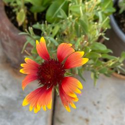 Vincas, Fife wheels,,Margot’s And Zinnias 