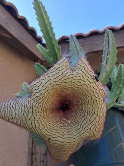 Stapelia Gigantea Starfish Plant "YELLOW Flowers $35