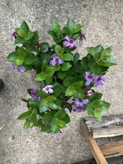 Purple Mandevilla vine  