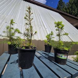 Fir Tree Starts