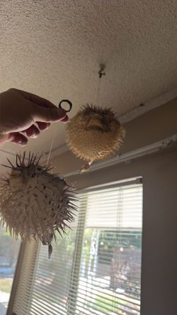 Free decor puffer fish