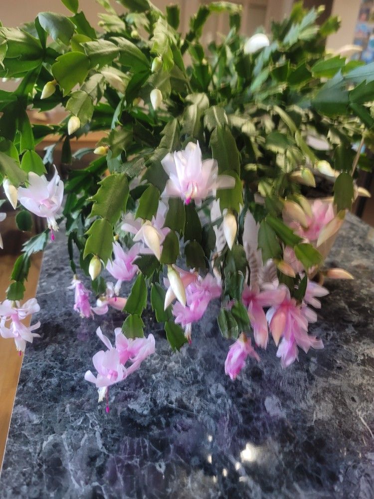 Christmas Cactus