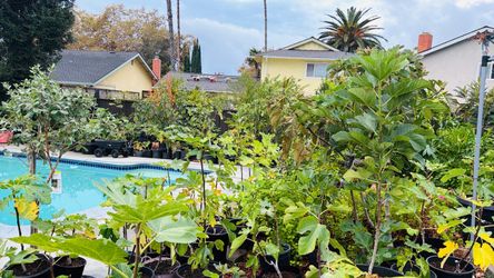 Start Your Fig Garden Today! Fig Tree Cuttings for Your Future Backyard Orchard