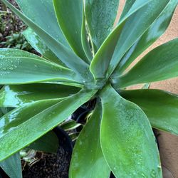 Fox Tail Agave