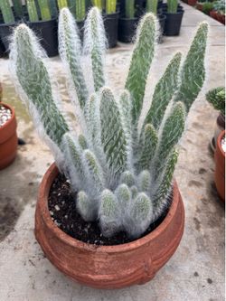Snow White Opuntia