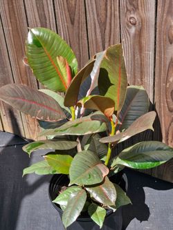 Ficus elastica Ruby