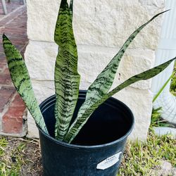 Snake Plant 