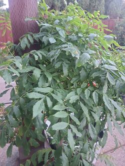 Free plants in 5 gallon pot