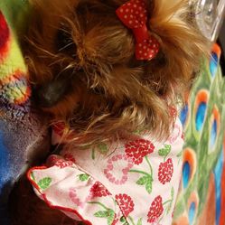 Small Dog Dresses 