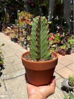 Euphorbia Succulent Cactus