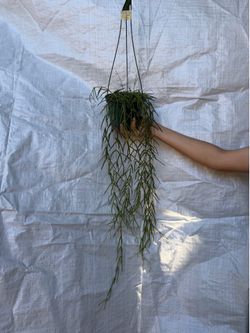 6” xxxl hoya linearis