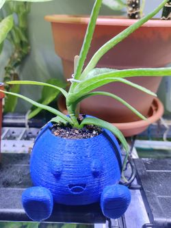 Aloe plant Oddish Planter