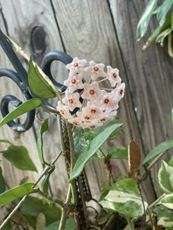 Hoya Australis $12 Each