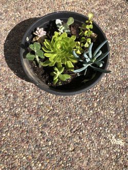 Plants For The Garden