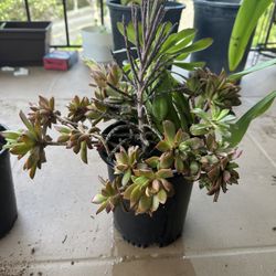 Succulent arrangement