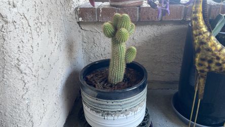 GOLDEN TORCH CACTUS. Echinopsis Spachiana