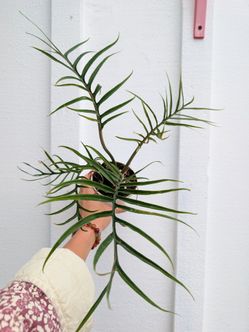 Philodendron Tortum Plant 4" Pot - Indoor House Plants