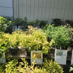 🌿✨ Spirea Sale – A Garden Game Changer! ✨🌿
