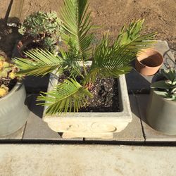 Sago palm in concrete planter.    