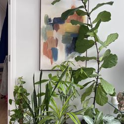 Multiple indoor plants for sale