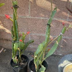 Epiphyllum Almost Bloom