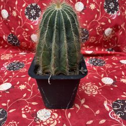 Cactus Plant 