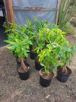 Money Tree Plant 10" Pot
