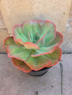 Suculent Plant