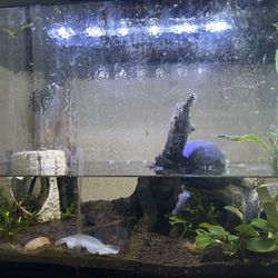 Fish tank 10 gallon