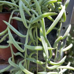 Planta Colgante