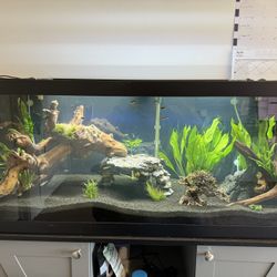 75 gallon Tank & Stand - can Deliver 