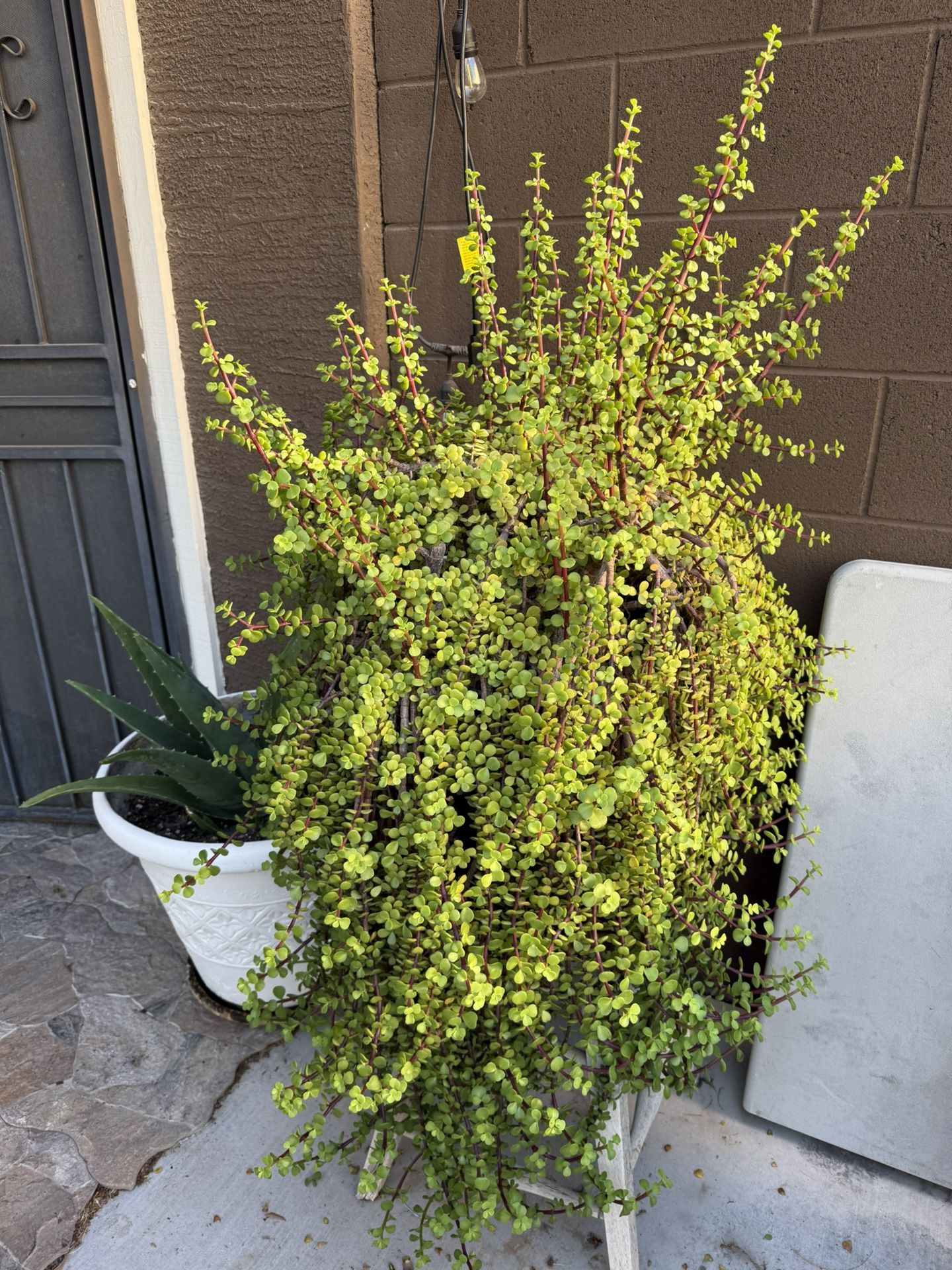 Planta Suculenta De 5 Galones , Super Grande