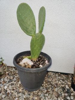 Opuntia Tree