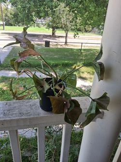 Syngonium Plant