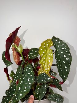 Plants
