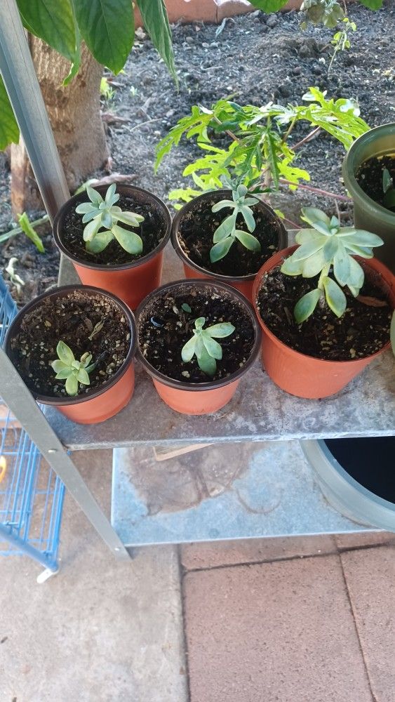 Succulents (Jade Plant & Ghost Plant)