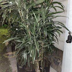 Tall White Bird Dracaena Houseplants Plants Foliage 6’-7’ Tall 5-6 Plants Per Pot