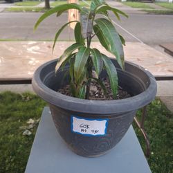 MANGO TREE 4 YEAR OLD DWARFED!!