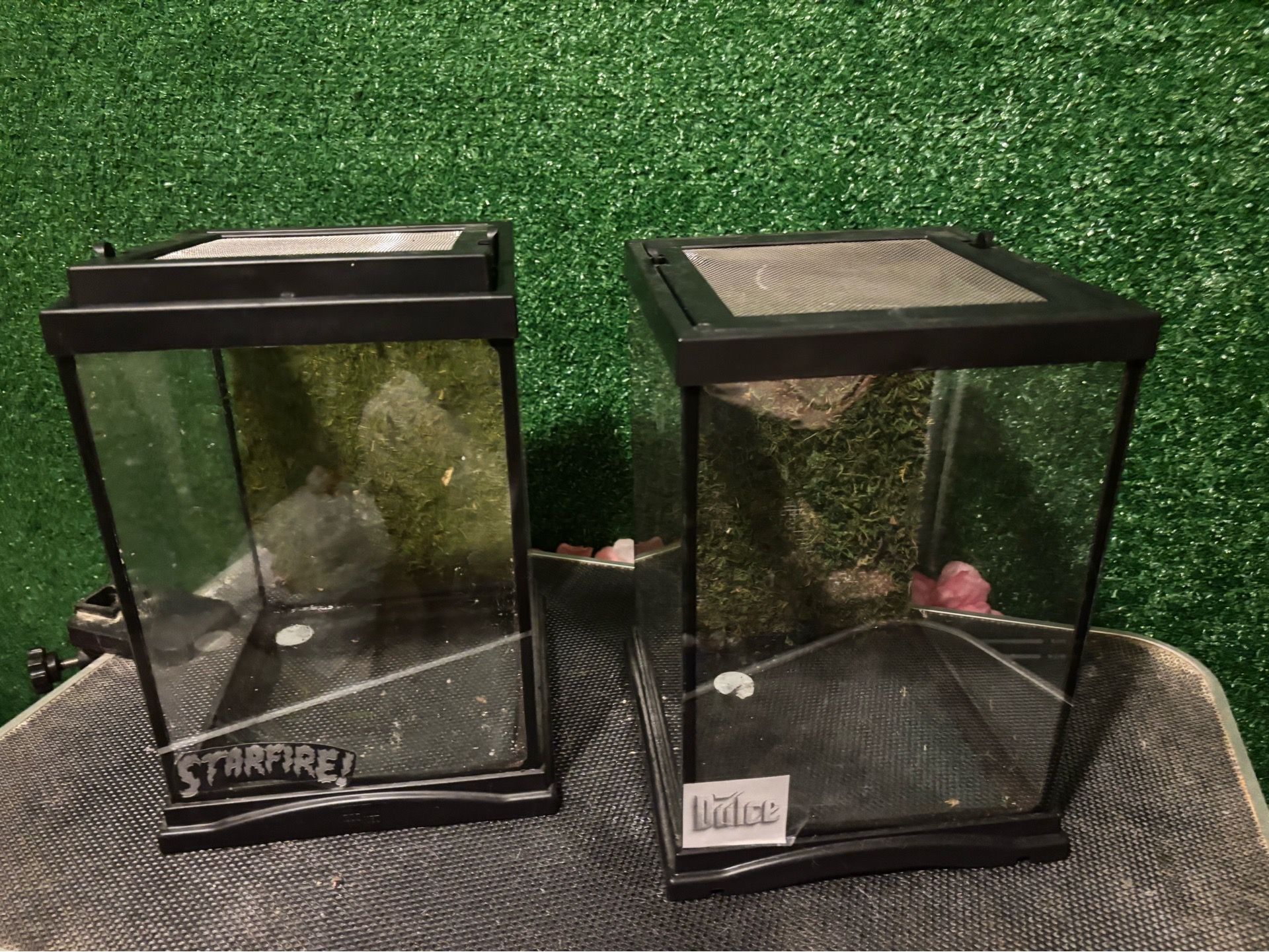 Tarantula tanks