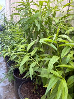 Organic yellow peach trees , vick plant