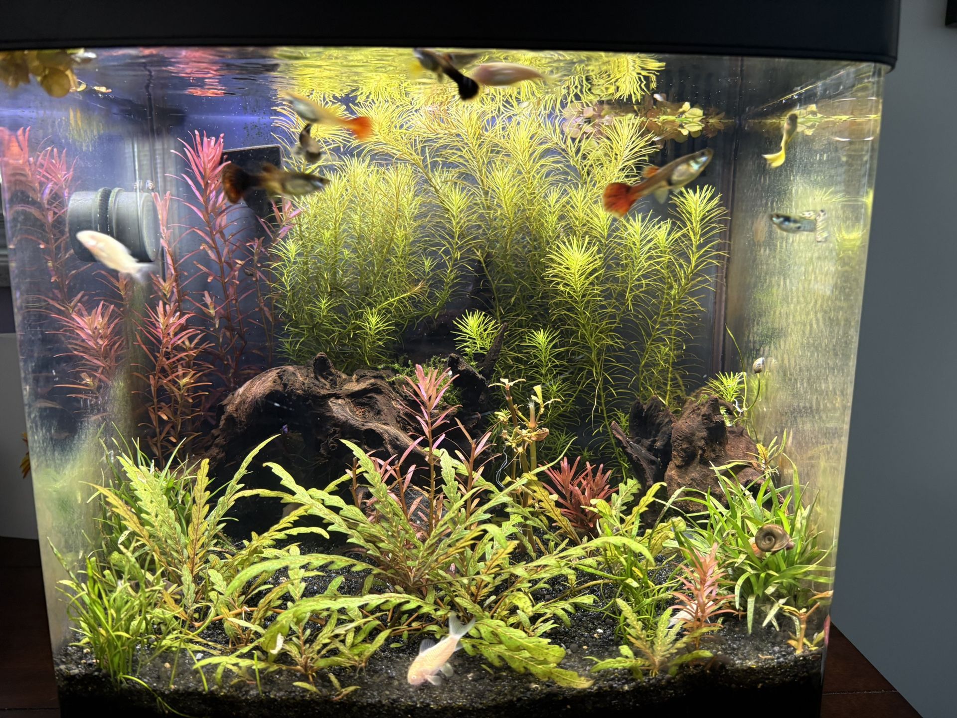Aquarium Ornamentals