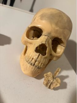 Anatomy skull