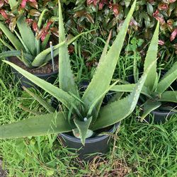 Aloe Vera 