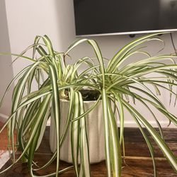 Healthy Spider Plant 