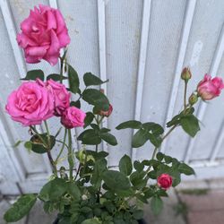 Rose Bush Plant, In 5 Gallóns Pot Pick Up Only