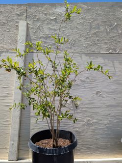 Pomegranate "Parfianka"