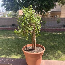 Elephant Food Plant Save $$$