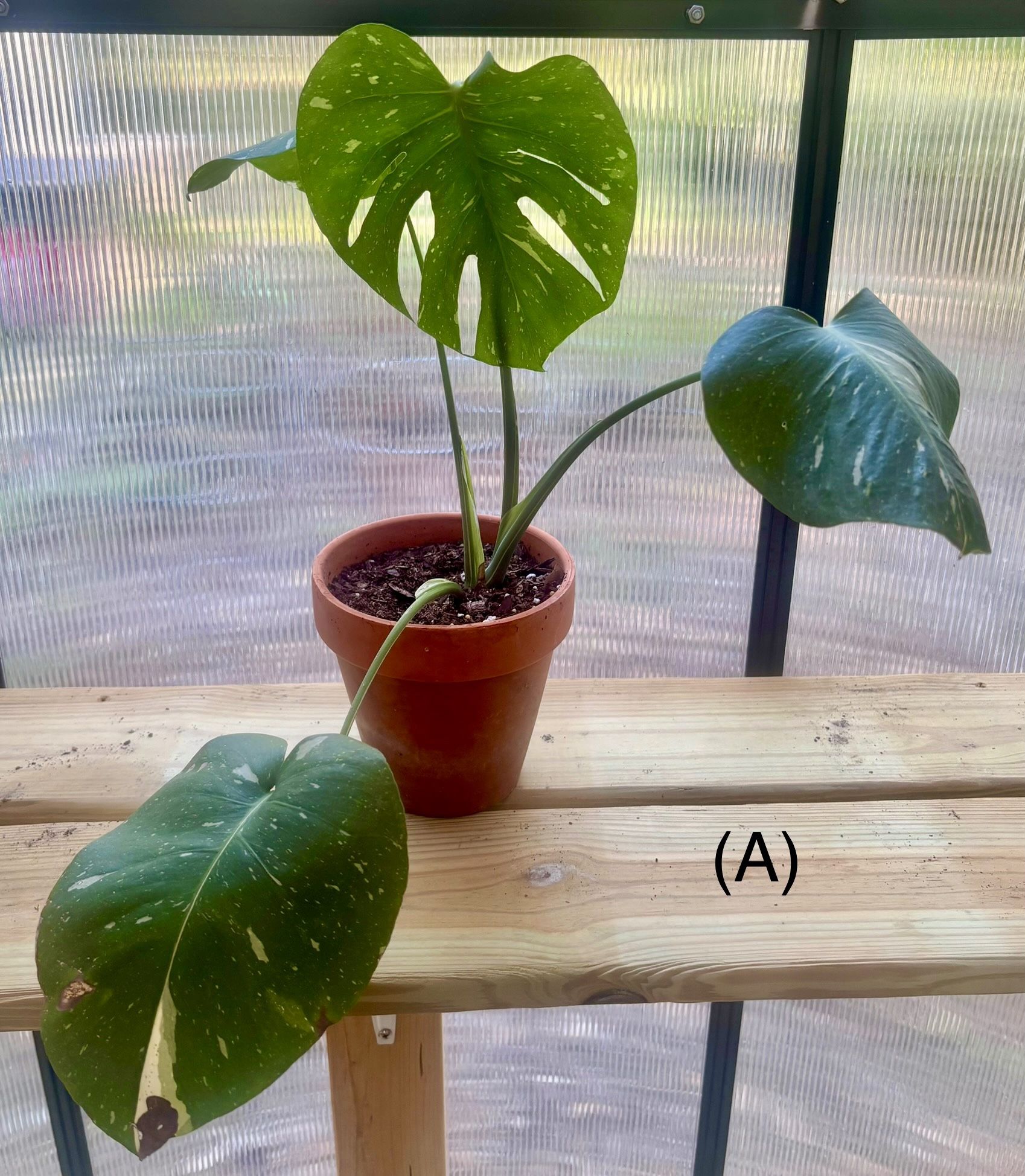 Houseplants For Sale - See Description For Price