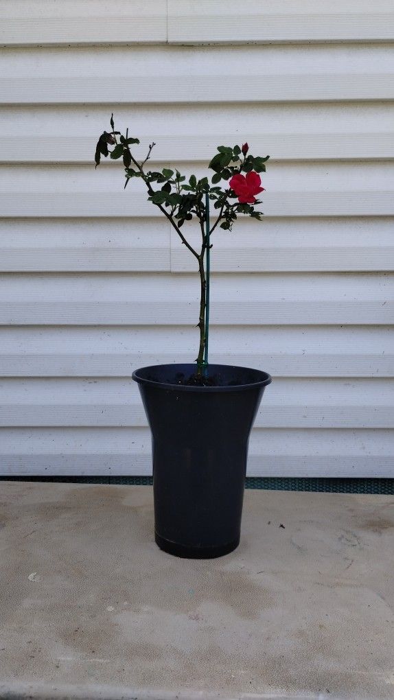 Pink Rose Tree