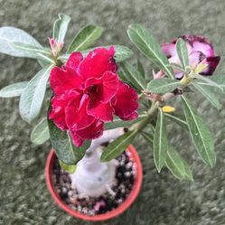 Desert Rose Pink Lady/ Rosa Del Desierto